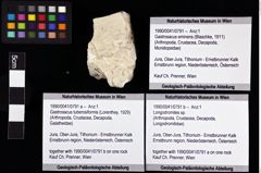 Foto (Objket + Etiketten) von Longodromites sp. 